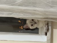5 aylık dişi british shorthair