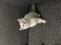 Arkadaş Canlısı Oyuncu Show Kalite British Shorthair