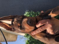 Avrupa kan katları Doberman yavrular