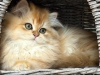 British Longhair Yavruları
