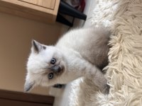 British Shorthair Blue Point anne baba dik kulak blue Point