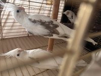 Garanti Takım Sultan Papağanı Gemlik