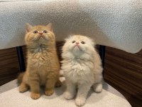 British longhair - British shorthair