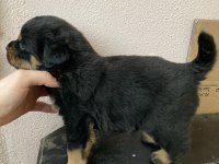2 erkek ve 3 dişi safkan Macar Koca Kafa Rottweiler Köpekler