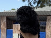 Siyah toypoodle zeytin gözlü şirin yavrular 