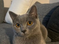 8 aylık Dişi British Shorthair Malzemeleri ile birlikte