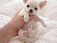 Mağazamızdan Dişi Ve Erkek Chihuahua Yavrularımız