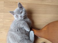 Scottish Fold dişi ve British Short Hair erkek
