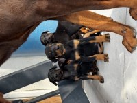 25 Nisan doğumlu doberman yavruları