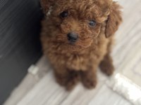 Tea cup poodle boy kilo garantili