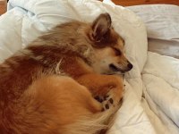 Pomeranian Dişi Kızımız