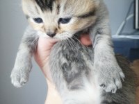 1 aylık british shorthair yavrular için yeni yuva arıyoruz