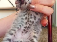 3 haftalık scottish fold yavrularımız rezerveye açıktır