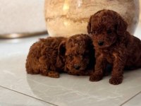 Toypoodle Aşılı Pasaportlu Yavrularımız