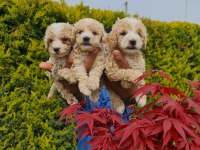TESLİME HAZIR MALTİPOO YAVRULARIM
