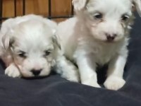 Dişi kore maltese terrier
