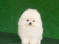 Pomeranian boo köpekleri