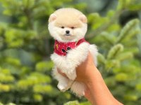 Pofuduk pomeranian yavrularımız