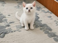 A Kalite British Shorthair Silver