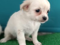 Dişi Chihuahua