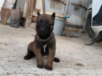 A Kalite Belçika Kurdu