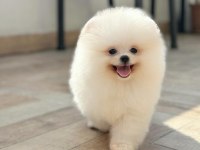 Ailenizin üyesi mini boy pomeranian yavrumuz WANDA