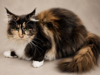 Premium Kalite Muhteşem Calico Maine Coon