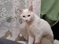 ANKARA KEDİSİ 2 YAŞINDA ERKEK