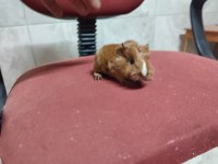 Guinea pig yavrular