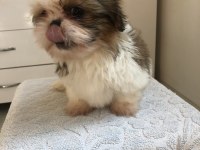 SHİH TZU YAVRULARIM YENİ AİLESİNİ BEKLİYOR