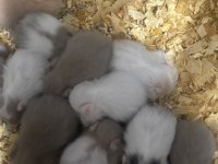 Uzun tüylü suriye hamsterları yeni sahiplerini bekliyor