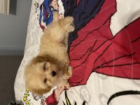 2,5 aylık yavru maltipoo