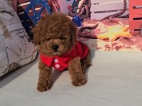 Toy Poodle Yavru