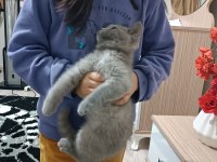 british shorthair