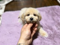 MİNİ MALTİPOO YAVRULARIMIZ