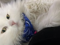 9 aylık scottish fold kedimiz casper yeni yuvasını arıyor