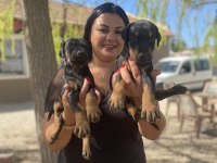 Dişi erkek üst kalite doberman yavrularım