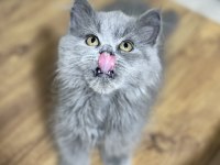 British scottish fold