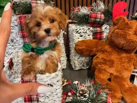 Yavru toy poodle anti alerjik