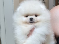 ÜST KALİTE KAR BEYAZ AYICIK YÜZ POMERANİAN BOO ERKEK