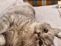 Lucky isimli british oğlumu ücretsiz sahiplendiricem