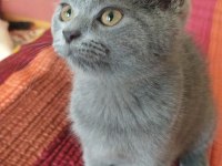 sevgi dolu oyuncu british shorthair
