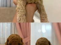 1.5 Aylık orj toy poodle yavruları