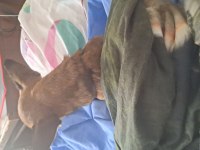 Chihuahua köpeğimiz Dobby için yuva arıyoruz