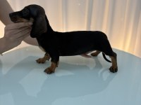 Dachshund Sosis Prenses