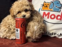 Ankaranın en seçkin tea cup kore maltipoo ları