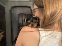Yorkshire teacup kilo garantili baby face bebeğim