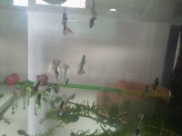 Sarı Benekli Karışık Lepistes