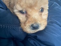 2 AYLIK KÖPEĞİM MUFFİNİM