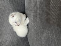 Blue Point Scottish ve Scottish Fold Yavru